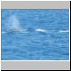 2002-04-16 D26 Thar She Blows.jpg